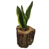 sansevieria-se-kormo