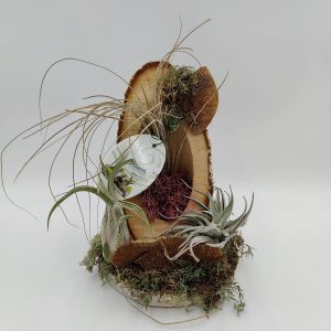 Αερόφυτα Τιλάνσια σε Φλοιό Δέντρου - Image 1