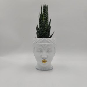 Kaiser - Αλόη Τίκκι - Image 1