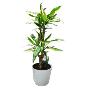 Δράκαινα Φράγκρανς - Image 1