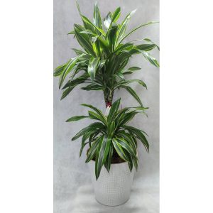 Δράκαινα - Image 1