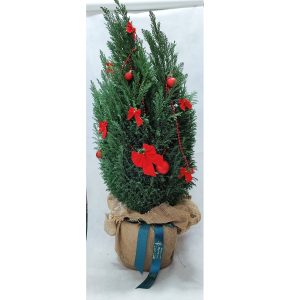 Κυπαρίσσι Ελγούντι - Μεγάλο (95εκ) - Image 1