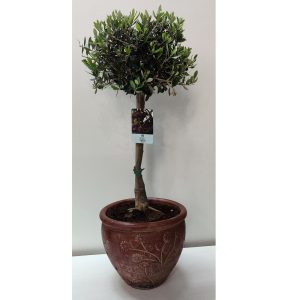 Καλλωπιστική Ελιά - ≈ 80cm - Image 1