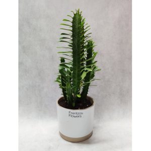 Ευφόρμπια Eritrea - Image 1