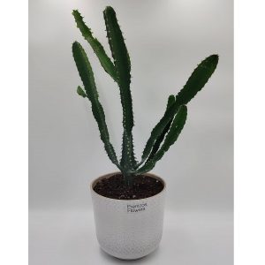 Ευφόρμπια - Image 1