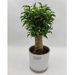 Φίκος Νατάσσα - Image 1