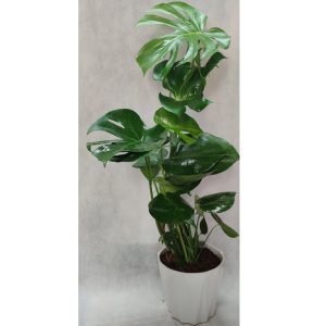 Μονστέρα - Classic - Image 1