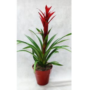 Γκουσμάνια - Large- Κόκκινο - Image 1