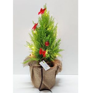 Gold Crest Christmas Mood - LED - Image 1