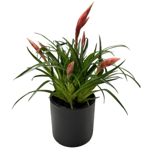 Σύνθεση με Βριέζια - Image 1