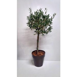 Καλλωπιστική Ελιά - ≈ 80cm - Image 2