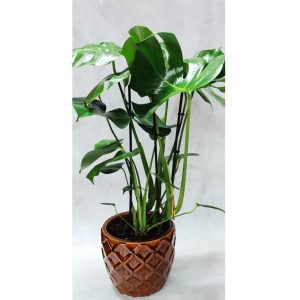 Μονστέρα - Medium - Image 1