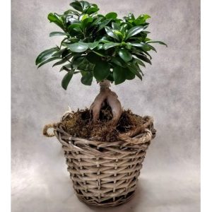 Μπονσάι Φίκος σε Rustic Καλάθι - Image 1