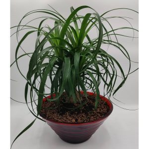 Μπουκαρνέα Standard σε Γυάλινο Ποτ - Image 1