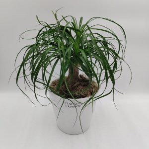 Μπουκαρνέα - Medium - Image 1