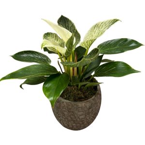 Φυλλόδεντρο Birkin - Image 1