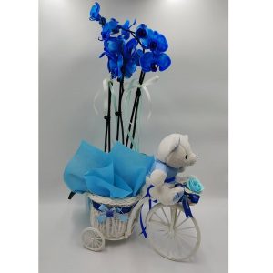 Baby Boy Orchid - Image 1