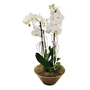 Σύνθεση με 2 Ορχιδέες σε Γυάλα - Image 1