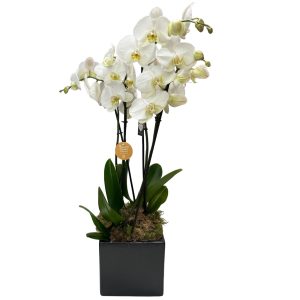 2 Ορχιδέες σε Μαύρο Κύβο - Image 1