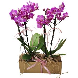 Ορχιδέα Φαλαίνοψις - Double Box - Ροζ - Image 1