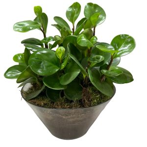 Πεπερόμια Rubber Plant - Image 1