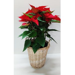 Ποϊνσέτια σε Καλάθι - Large - Image 1