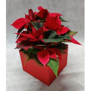 Αλεξανδρινό σε Κουτί - Image 1