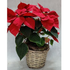 Ποϊνσέτια (Αλεξανδρινό) σε Καλάθι - Μεσαίο - Image 1