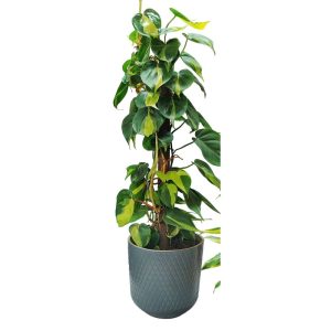 Πόθος - Image 1