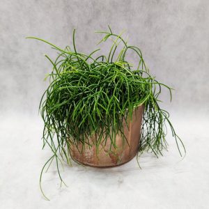 Rhipsallis - Image 1