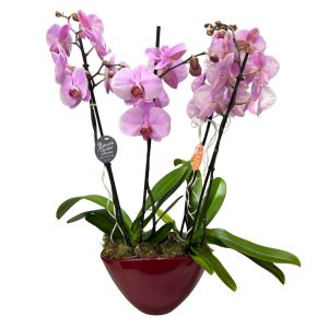 Σύνθεση με 2 Ροζ Ορχιδέες - Image 1