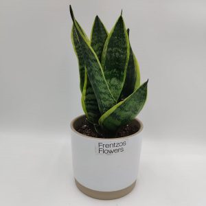 Σανσεβιέρια Classic - Image 1