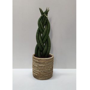 Σανσεβιέρια - Twister - Image 1