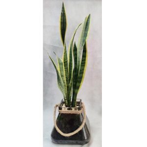 Σανσεβιέρια - Luxury - ≈85cm - Image 1