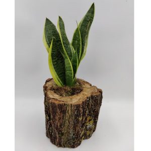 Σανσεβιέρια σε Φυσικό Κορμό Ακακίας - Image 1