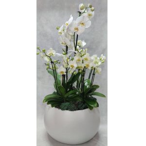 Σύνθεση με Μίνι & Μεγάλες Ορχιδέες - Image 1