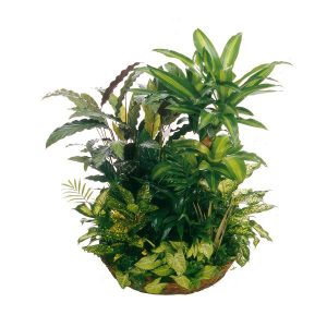 Πράσινα Κύματα - Image 1