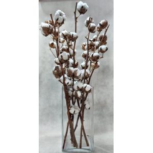 Βαμβάκι - Μάτσα - Image 1